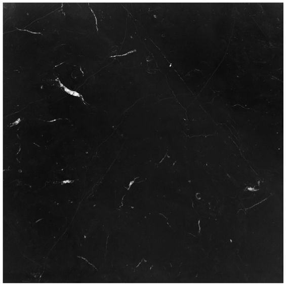 Nero Marquina - Square Field Tile 12x12