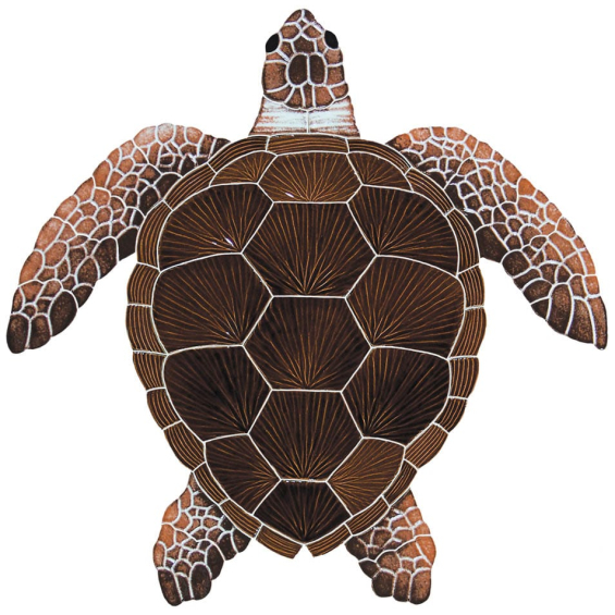 Loggerhead-brown-lg2015