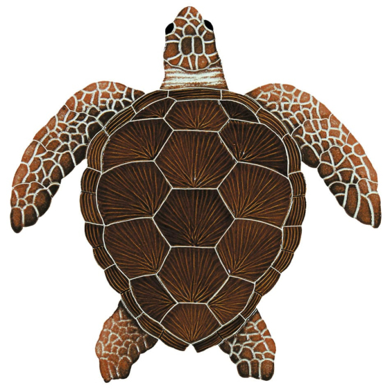 Loggerhead-brown-med-2015t