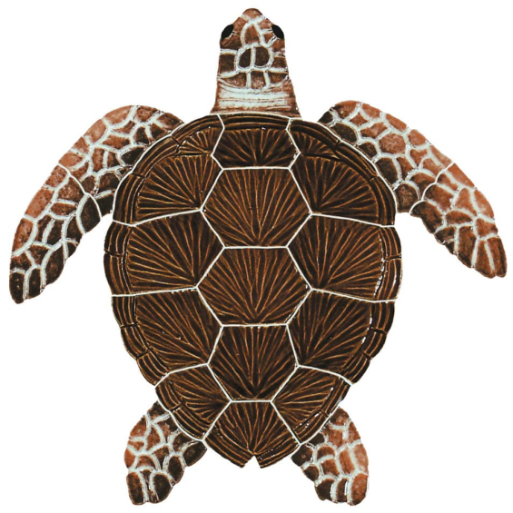 Loggerhead-brown-sm-2015