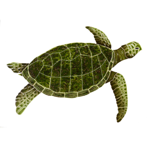 Sea-Turtle-green-medium-2015